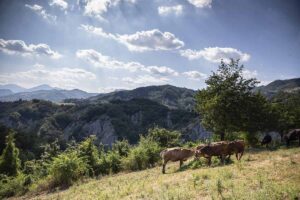 Mucche al pascolo che producono il latte per la produzione del parmigiano reggiano